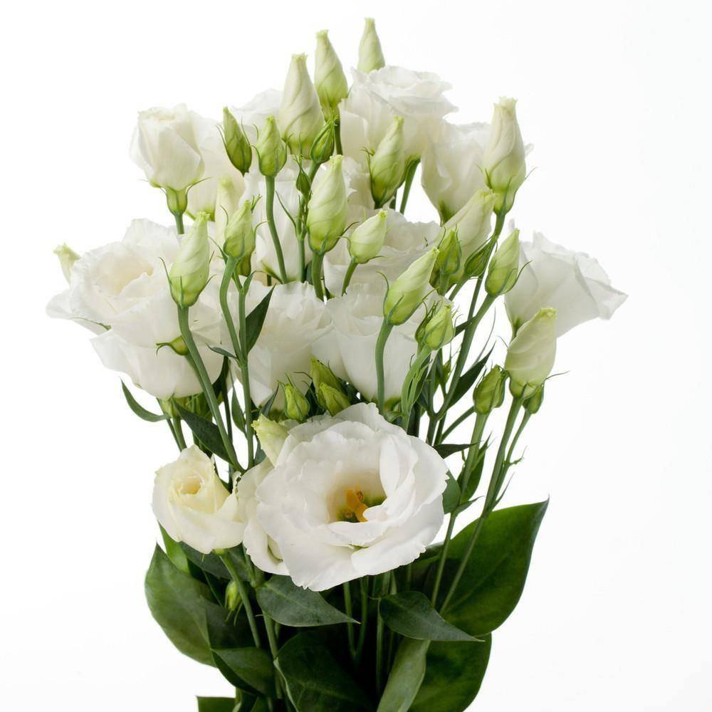 Eustoma blanc