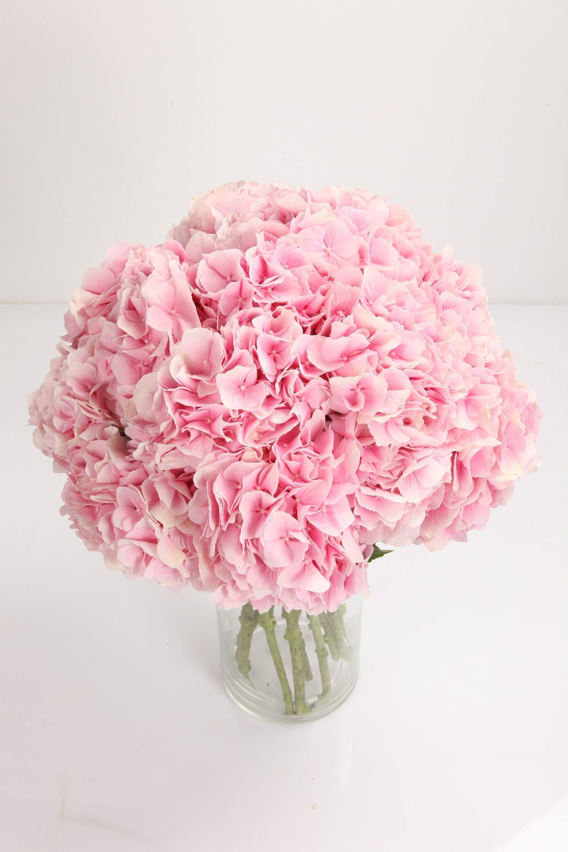 Hortensia rose pâle